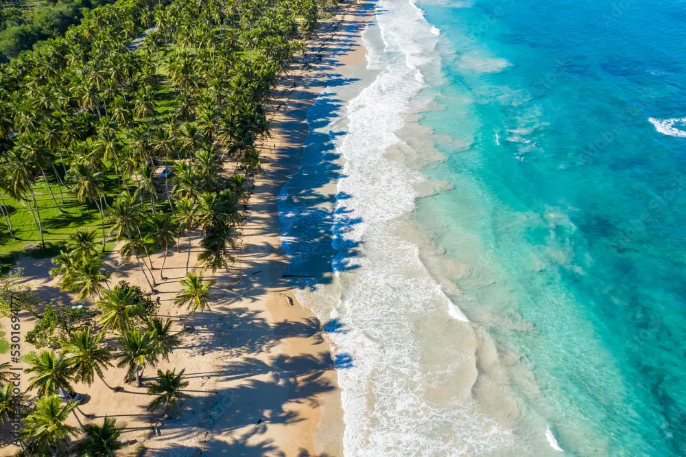 1000_F_530169477_1nujbxeJ6SqlfJ1o4qRRoSqJMWv9ymLv | NOTICIARIO RD Plantaciones de coco en Arroyo Salado, provincia María Trinidad Sánchez. Foto por stock.adobe.com