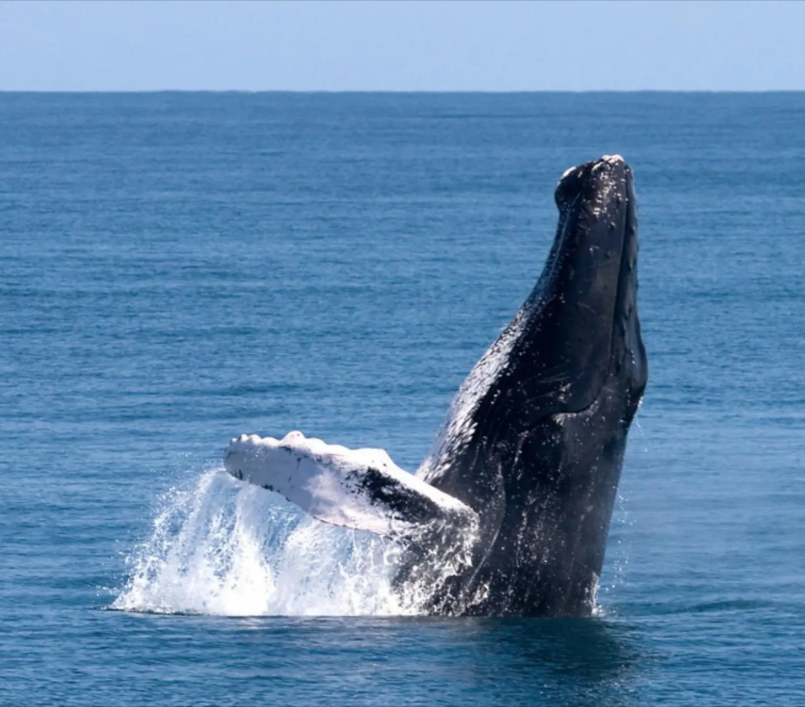 50250-Samana | NOTICIARIO RD Ballena jorobada en La bahía de Samaná. Foto por expedia