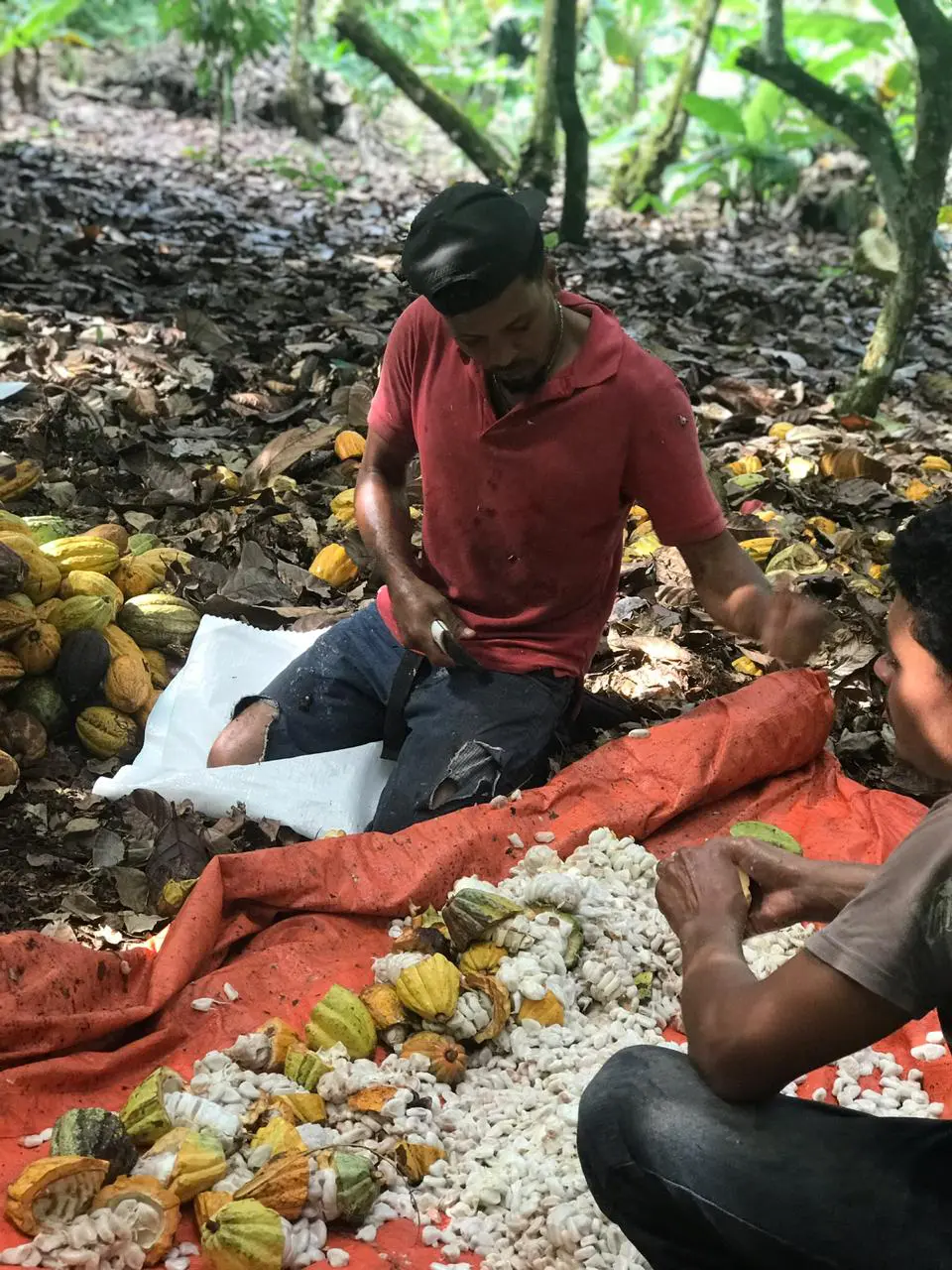 57589826_2331812660411340_7180867439792488448_n | NOTICIARIO RD Mostrando cómo se saca el cacao en Hato Mayor. Imagen por Tour de Chocolate RD