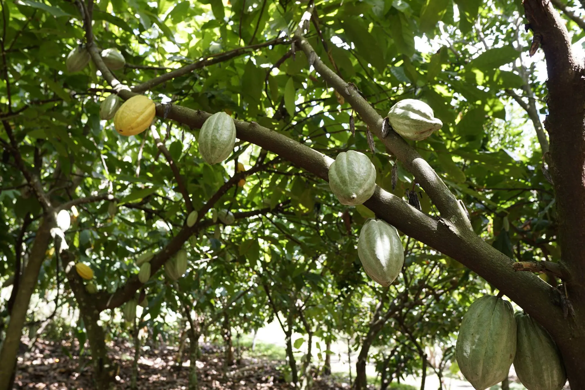 58440147_2331793763746563_4946617528198627328_n | NOTICIARIO RD Plantaciones de cacao en Hato Mayor. Imagen por Tour de Chocolate RD