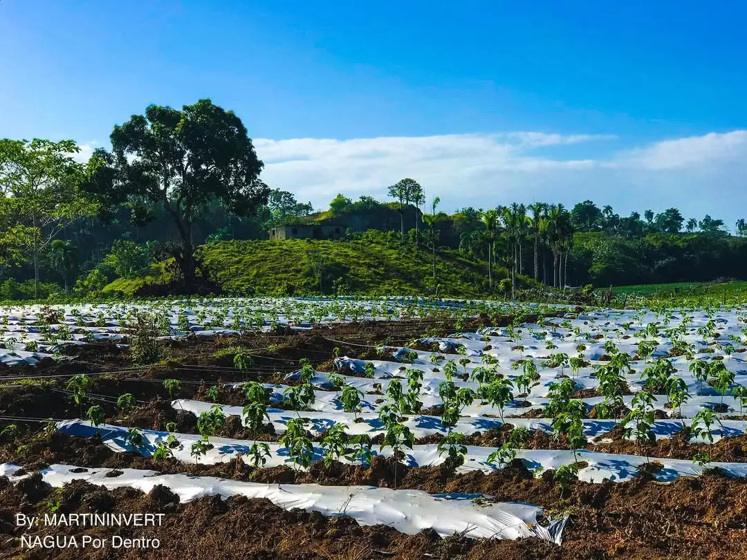 96631490_677603816361689_1969675653959437592_n | NOTICIARIO RD Municipio del Factor, provincia María Trinidad Sánchez. Foto por Nagua por Dentro.