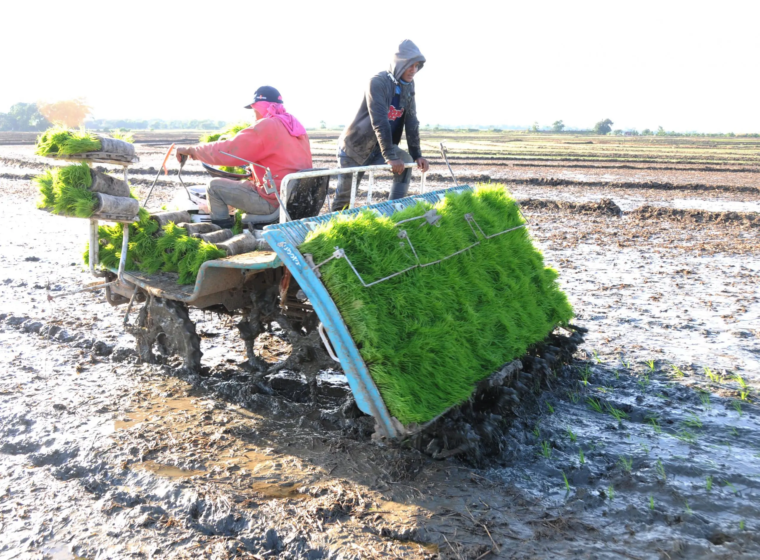 Arroz-siembra-scaled | NOTICIARIO RD Siembra de arroz en una finca de Cotuí, provincia Sánchez Ramírez. Foto por eldinero.com.do