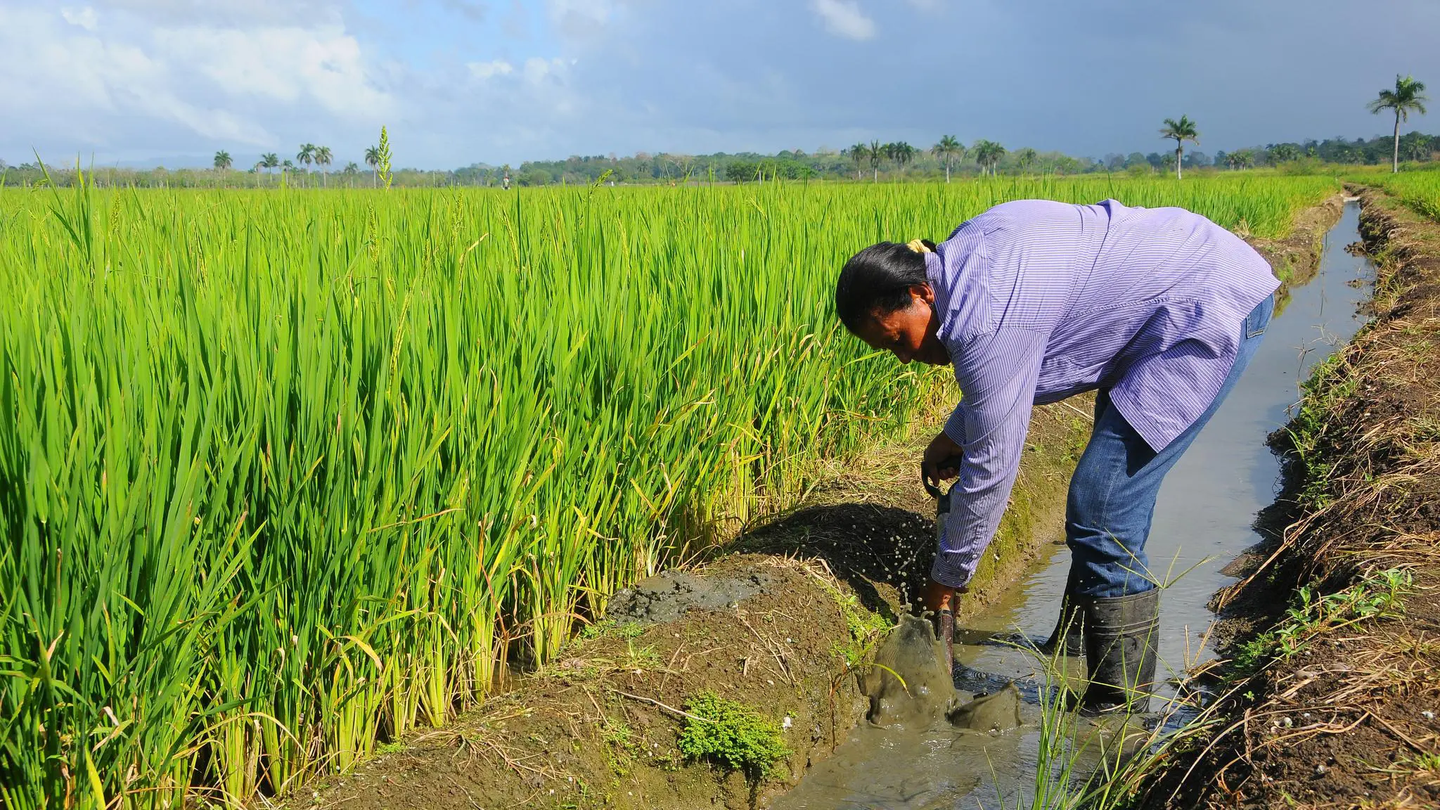 B_5WWRIUYAEwENh | NOTICIARIO RD Plantación de arroz en Arenoso, provincia Duarte. Foto por Ministerio de Agricultura Dominicano.
