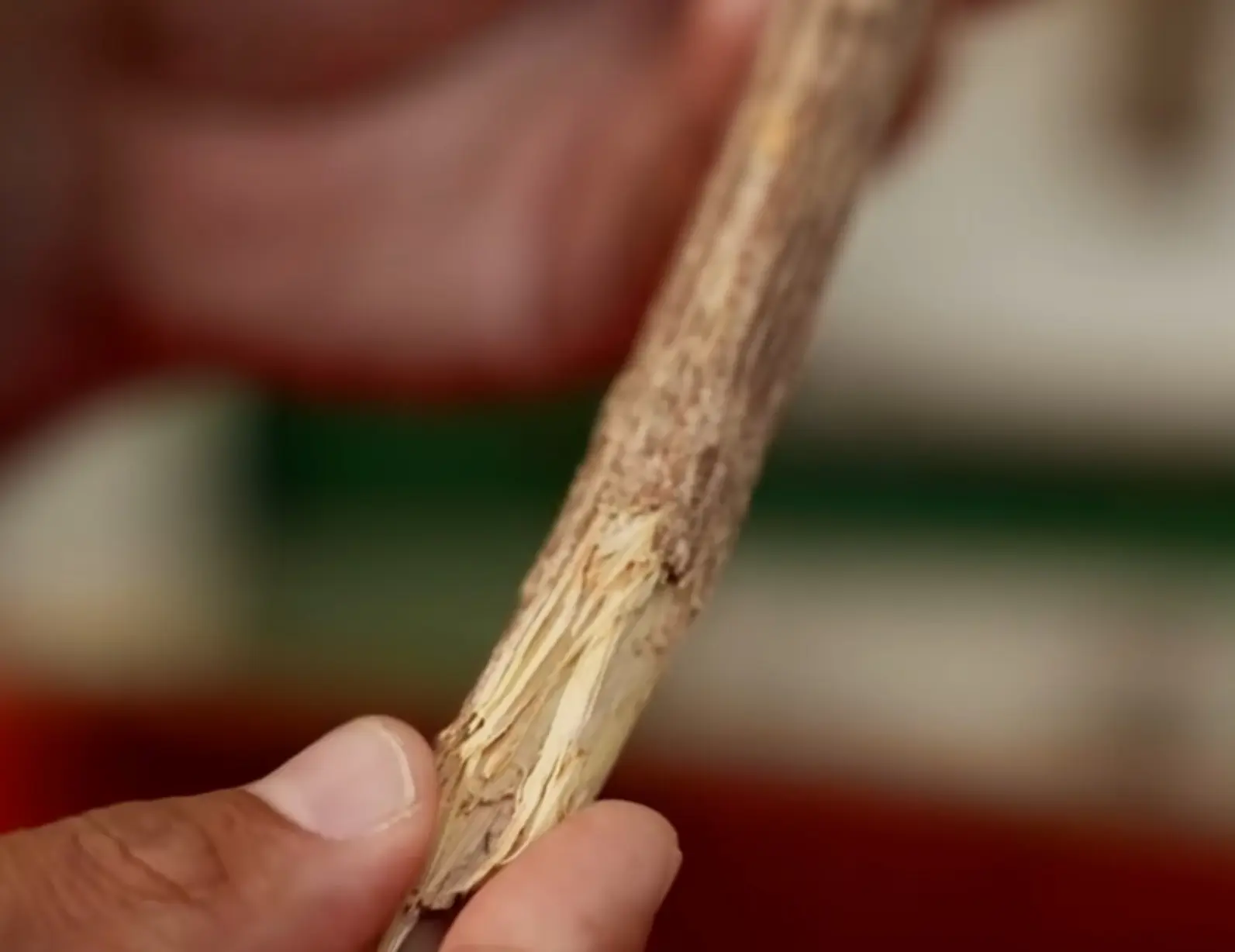 El corte del bejuco índio. Cortesía de Andariego DO