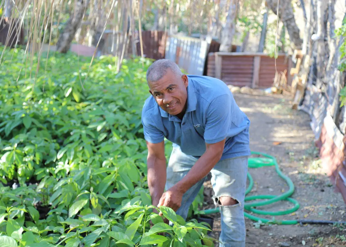 VIVEROS-CASEROS-1-1140x815 | NOTICIARIO RD Viveros caseros en la provincia Sánchez Ramírez. Foto por eldinero.com.do