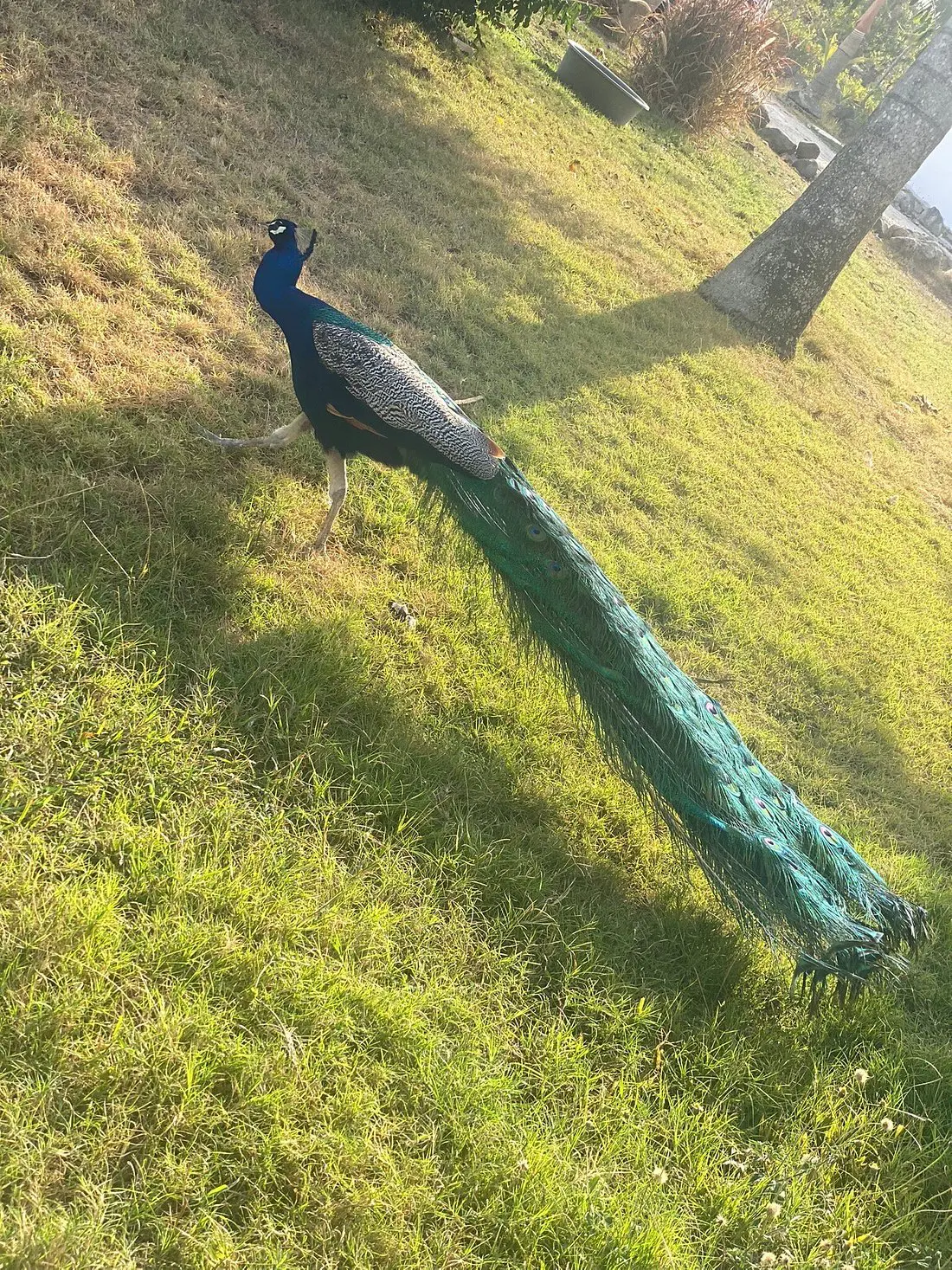 caption | NOTICIARIO RD Pavo Real en el Rancho Agroturistico Colinas del Rey en Hato Mayor. Imagen por tripadvisor