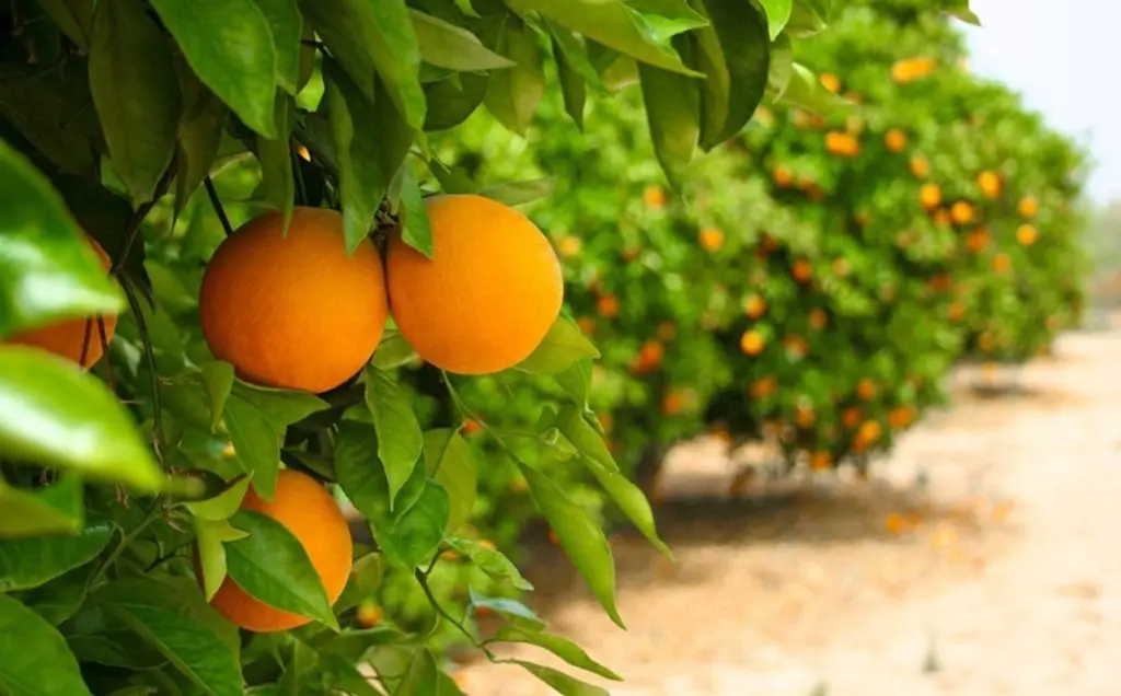 10_Actualidad_06_10p01-1024x636 | NOTICIARIO RD Plantaciones de naranjas en Hato Mayor. Imagen por El Nacional.