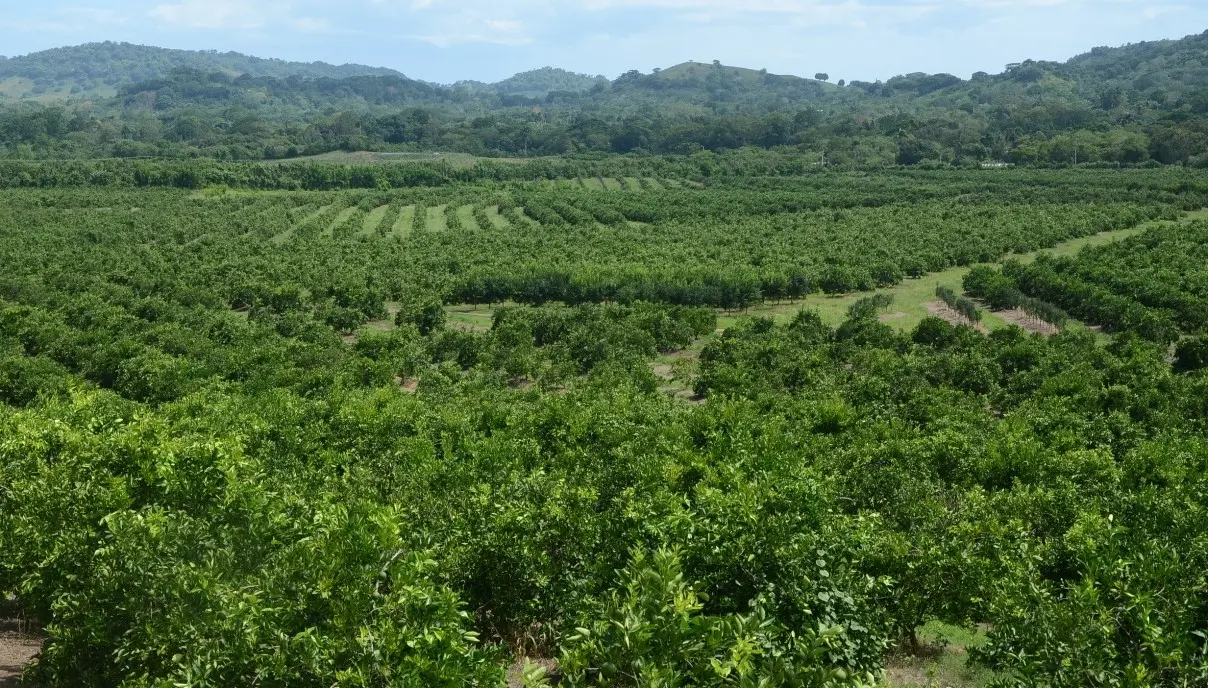 10_Actualidad_06_10p021 | NOTICIARIO RD Fincas de cultivos de cítricos en Hato Mayor. Imagen por El Nacional.