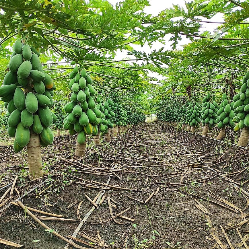 Cultivo de lechosa en Monte Plata. Foto por agriculturadominicana