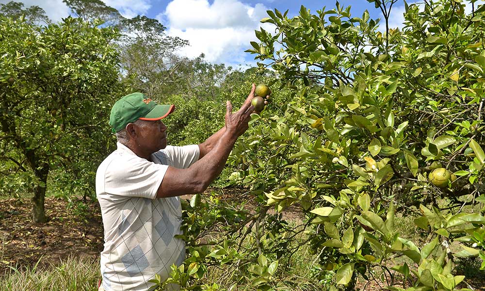 61a0a58f-plantaciones-de-citricos-en-hato-mayor-kmota-45 | NOTICIARIO RD Productor de cítricos en Hato Mayor. Imagen por elcaribe.com.do