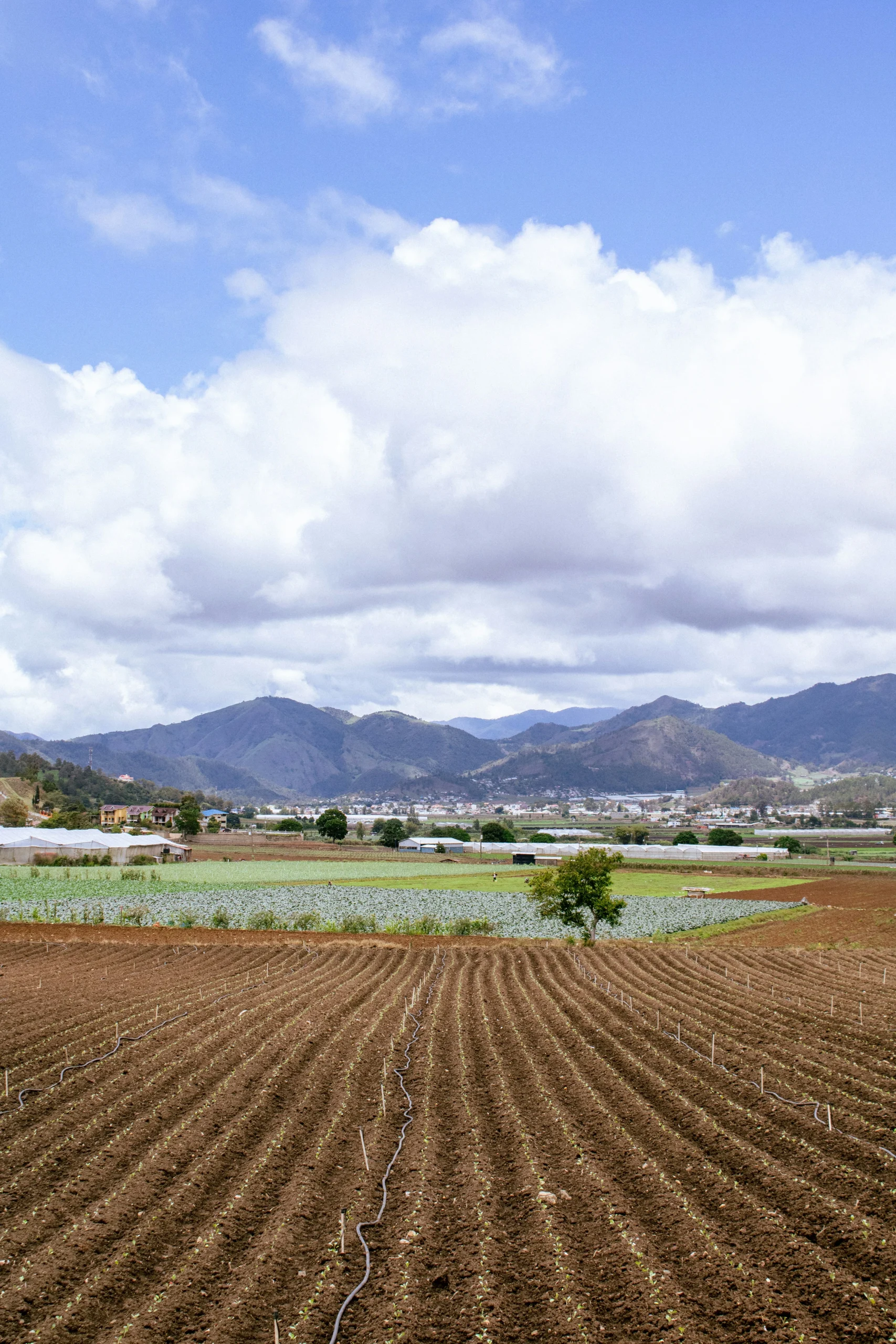 Agricultura en Constanza, La Vega. Foto por <a href="https://unsplash.com/@enmanuelaq?utm_source=unsplash&utm_medium=referral&utm_content=creditCopyText">Enmanuel Abreu Quezada</a> on <a href="https://unsplash.com/photos/a-plowed-field-with-mountains-in-the-background-l24fxCHqvms?utm_source=unsplash&utm_medium=referral&utm_content=creditCopyText">Unsplash</a>