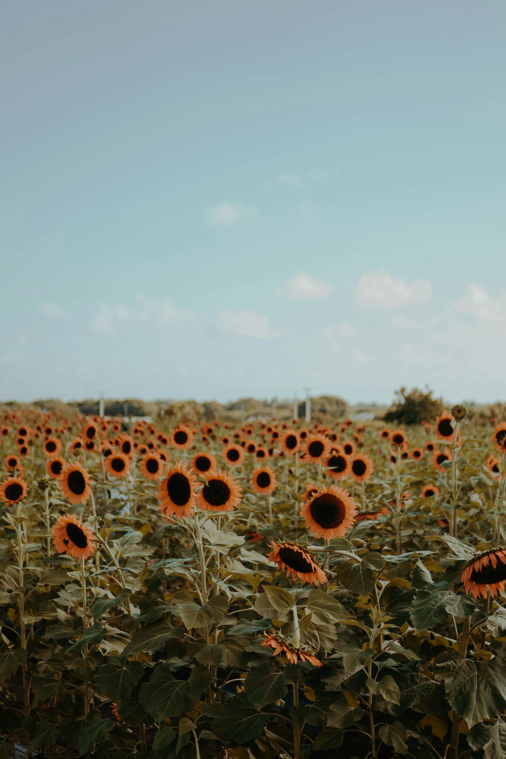 Girasoles en Baní, Peravia. Foto por <a href="https://unsplash.com/@juneheredia?utm_source=unsplash&utm_medium=referral&utm_content=creditCopyText">June Heredia</a> on <a href="https://unsplash.com/photos/a-large-field-of-sunflowers-with-a-blue-sky-in-the-background-5epXeHLyQDY?utm_source=unsplash&utm_medium=referral&utm_content=creditCopyText">Unsplash</a>