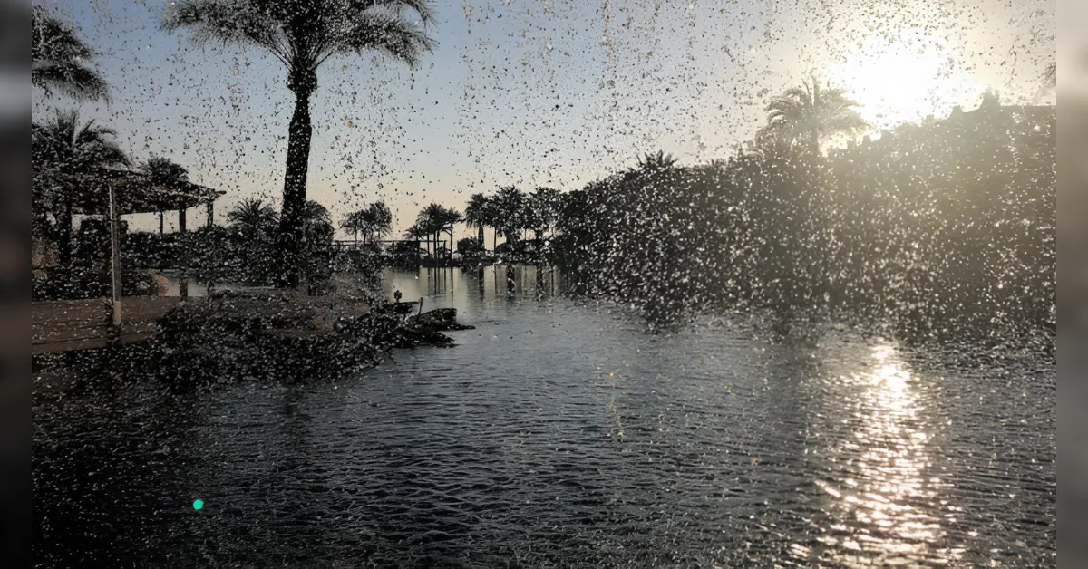 Sunlit resort pool at sunset with palm trees and a fine spray of water droplets in the foreground.
