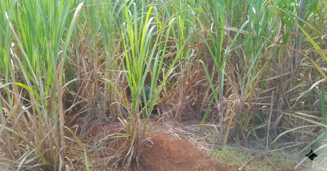 Realizan lamentable hallazgo en cañaverales de San José de los Llanos