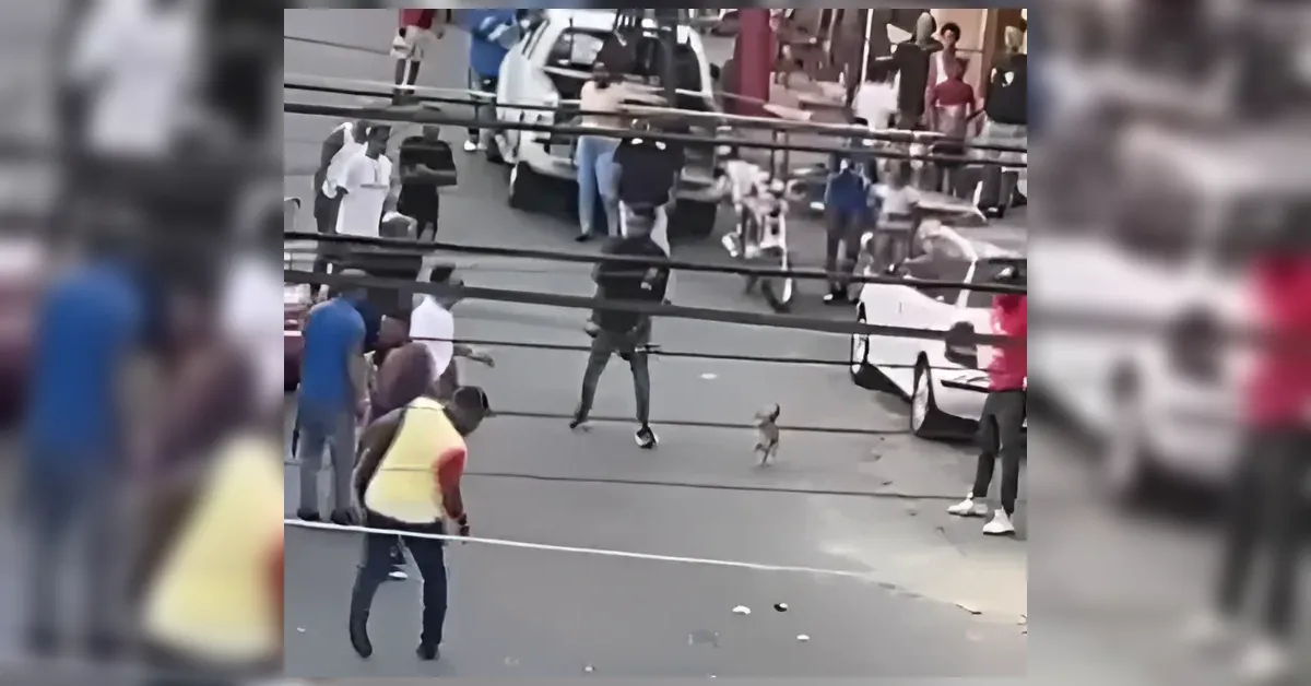 Crowd of pedestrians on a busy street watching a small dog standing in the middle near a parked white car and a scooter.