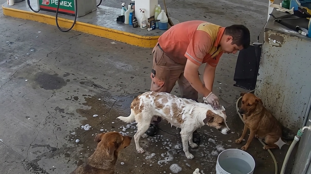 Man washing a white-and-brown dog at a gas station, with two brown dogs watching nearby and soap on the ground.
