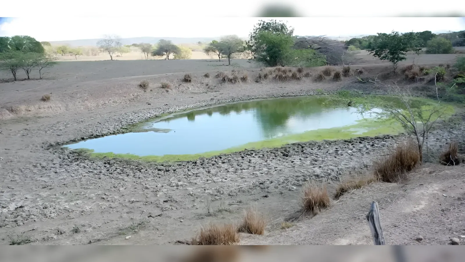 Dry, cracked earth surrounds a small, algae-green pond; sparse trees dot the arid landscape.