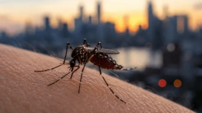 NY confirma primer caso de virus del Nilo