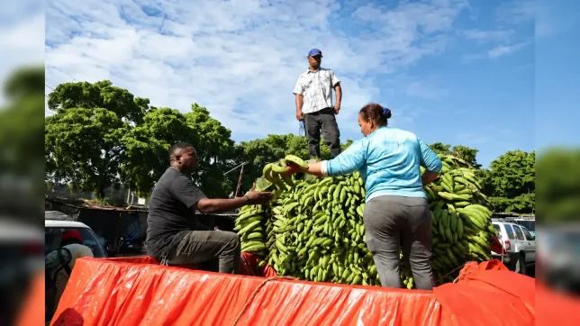 Plátano podría subir a RD$50 por unidad por falta de agua