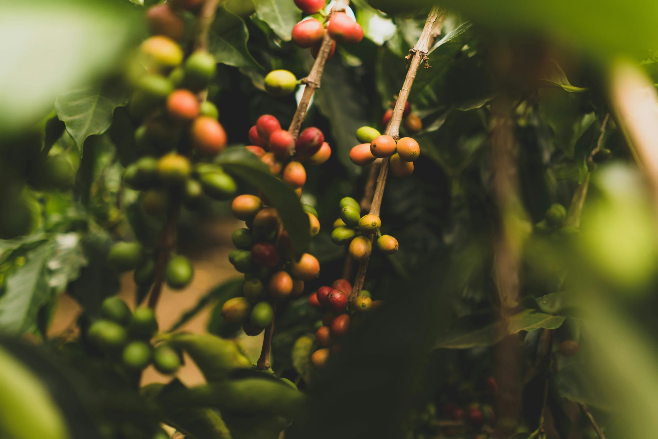 Foto por Clint McKoy on Unsplash